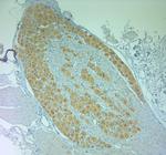 Contactin 3 Antibody in Immunohistochemistry (Paraffin) (IHC (P))