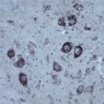 Contactin 1 Antibody in Immunohistochemistry - Free Floating (IHC (Free))