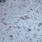 Contactin 1 Antibody in Immunohistochemistry - Free Floating (IHC (Free))