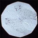 Contactin 1 Antibody in Immunohistochemistry (IHC)