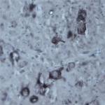 Contactin 1 Antibody in Immunohistochemistry (IHC)