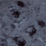 Contactin 1 Antibody in Immunohistochemistry (IHC)