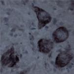 Contactin 1 Antibody in Immunohistochemistry (IHC)