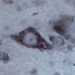 Contactin 1 Antibody in Immunohistochemistry (IHC)