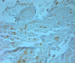 Cathelicidin Antibody in Immunohistochemistry (Paraffin) (IHC (P))