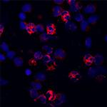 Cathelicidin Antibody in Immunocytochemistry (ICC/IF)