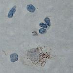 Cullin 5 Antibody in Immunohistochemistry (Paraffin) (IHC (P))