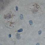 Cullin 5 Antibody in Immunohistochemistry (Paraffin) (IHC (P))