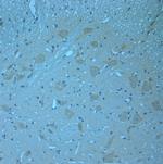 Contactin 2 Antibody in Immunohistochemistry (Paraffin) (IHC (P))