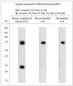 CD36 Antibody in Western Blot (WB)