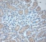 Dectin 2 Antibody in Immunohistochemistry (Paraffin) (IHC (P))