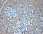 Dectin 2 Antibody in Immunohistochemistry (Paraffin) (IHC (P))