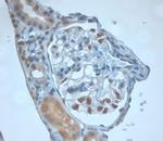 Dectin 2 Antibody in Immunohistochemistry (Paraffin) (IHC (P))