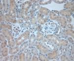 Dectin 2 Antibody in Immunohistochemistry (Paraffin) (IHC (P))