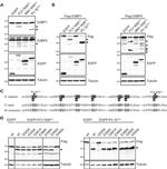 eGFP Antibody in Western Blot (WB)