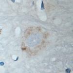 GABARAP Antibody in Immunohistochemistry (Paraffin) (IHC (P))