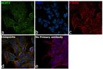 GLUT3 Antibody in Immunocytochemistry (ICC/IF)