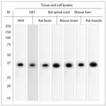 GAPDH Antibody in Western Blot (WB)