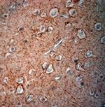 GAD65, 67 Antibody in Immunohistochemistry (Paraffin) (IHC (P))