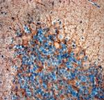 GAD65, 67 Antibody in Immunohistochemistry (Paraffin) (IHC (P))
