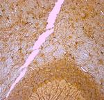 GFAP Antibody in Immunohistochemistry (Paraffin) (IHC (P))