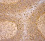 GFAP Antibody in Immunohistochemistry (Paraffin) (IHC (P))