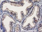 OSGEP Antibody in Immunohistochemistry (Paraffin) (IHC (P))