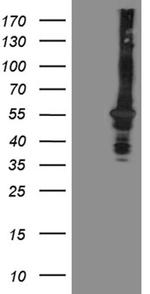 OSGIN2 Antibody in Western Blot (WB)