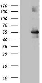 OSGIN2 Antibody in Western Blot (WB)