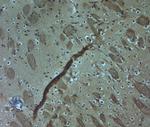 HOMER2 Antibody in Immunohistochemistry (Paraffin) (IHC (P))
