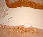 HOMER3 Antibody in Immunohistochemistry (Paraffin) (IHC (P))