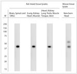 HOMER3 Antibody in Western Blot (WB)