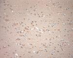 KCNA3 Antibody in Immunohistochemistry (Paraffin) (IHC (P))