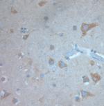 KCNA3 Antibody in Immunohistochemistry (Paraffin) (IHC (P))