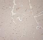 KCNA3 Antibody in Immunohistochemistry (Paraffin) (IHC (P))