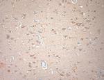 KCNA3 Antibody in Immunohistochemistry (Paraffin) (IHC (P))