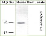 KCNJ12 Polyclonal Antibody