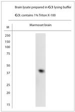 MRGPRF Antibody in Western Blot (WB)