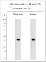 MRGPRF Antibody in Western Blot (WB)