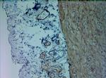 Mitofusin 1 Antibody in Immunohistochemistry (Paraffin) (IHC (P))