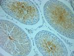 MANF Antibody in Immunohistochemistry (Paraffin) (IHC (P))