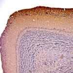 OMP Antibody in Immunohistochemistry (Paraffin) (IHC (P))