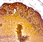 OMP Antibody in Immunohistochemistry (Paraffin) (IHC (P))