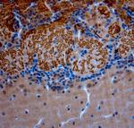 OMP Antibody in Immunohistochemistry (Paraffin) (IHC (P))