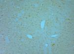 nNOS Polyclonal Antibody