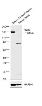 nNOS Antibody in Western Blot (WB)