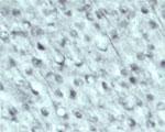 NSF Antibody in Immunohistochemistry (Frozen) (IHC (F))