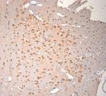 Neuroligin 4 Antibody in Immunohistochemistry (Paraffin) (IHC (P))