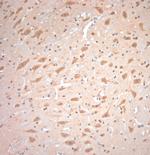 Neuroligin 4 Antibody in Immunohistochemistry (Paraffin) (IHC (P))
