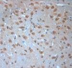 Neuroligin 4 Antibody in Immunohistochemistry (Paraffin) (IHC (P))